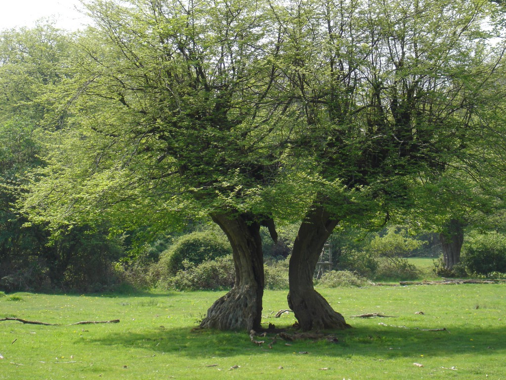 Hatfield Forest & Hatfield Broad Oak Frames of Reference