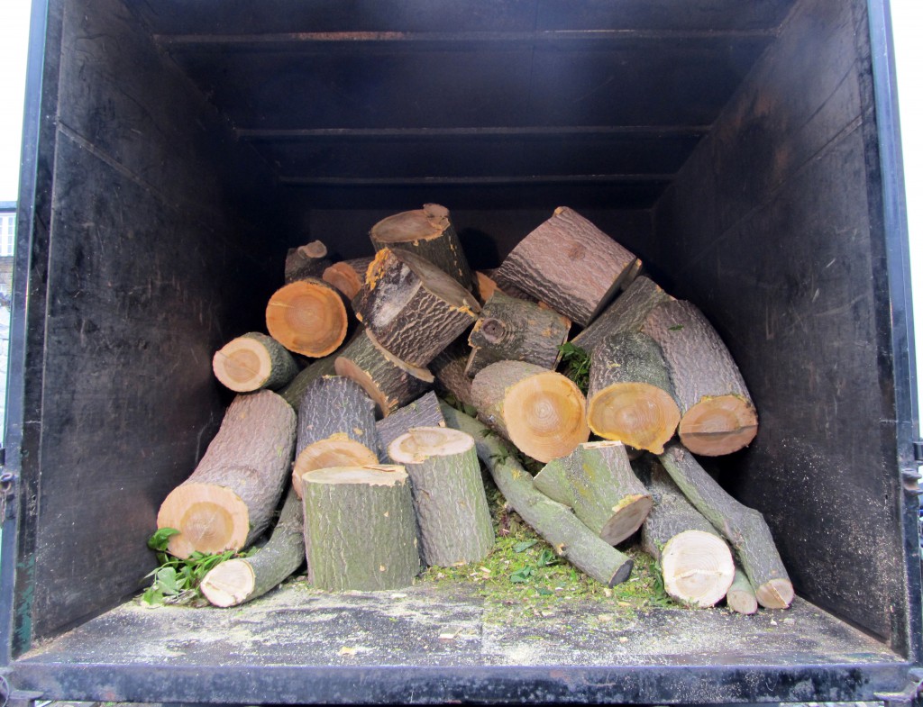 Tree Of Heaven Frames of Reference