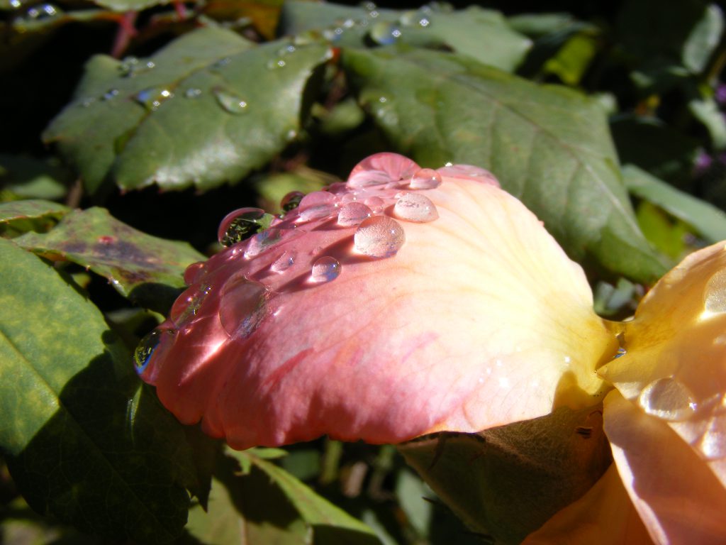 rose-petal-11-september-2016-051