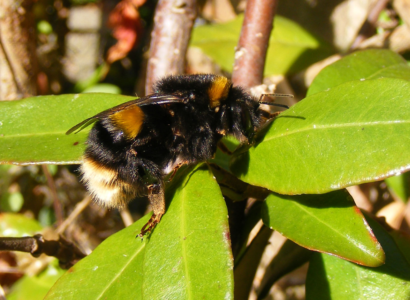 buff-tailed-bumblebee-2-november-2016-009