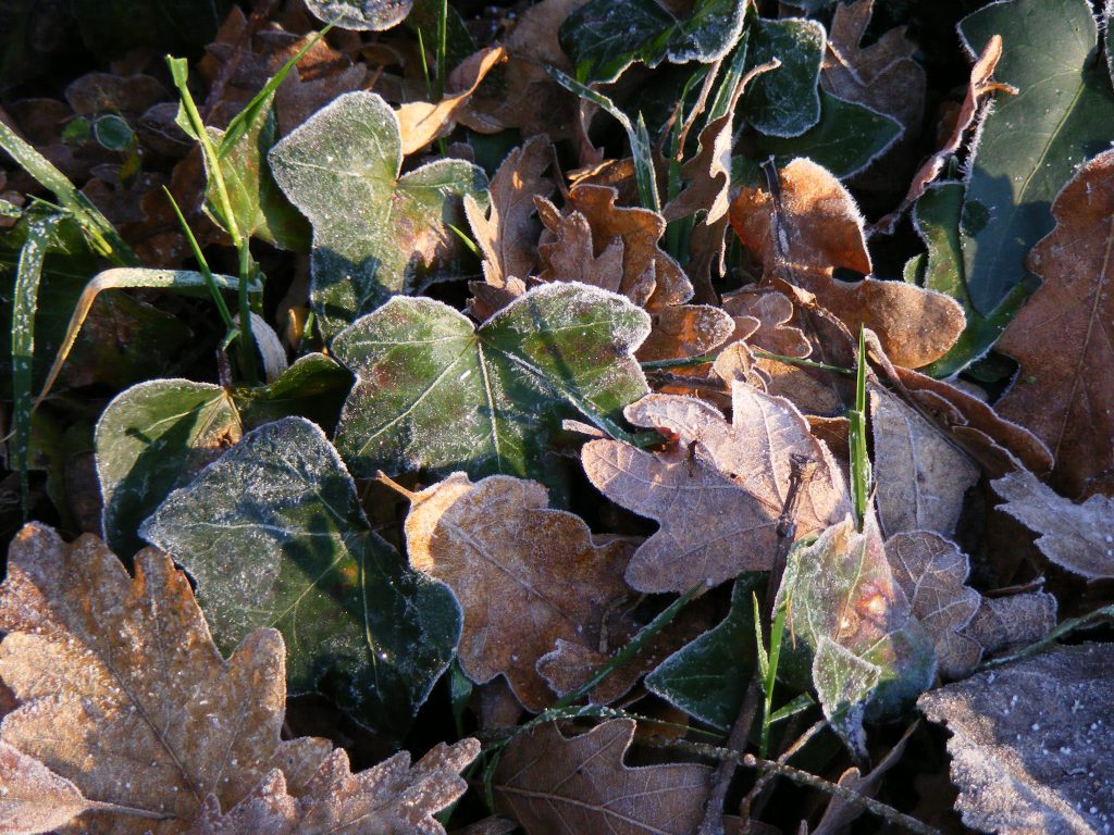 ivy-and-oak