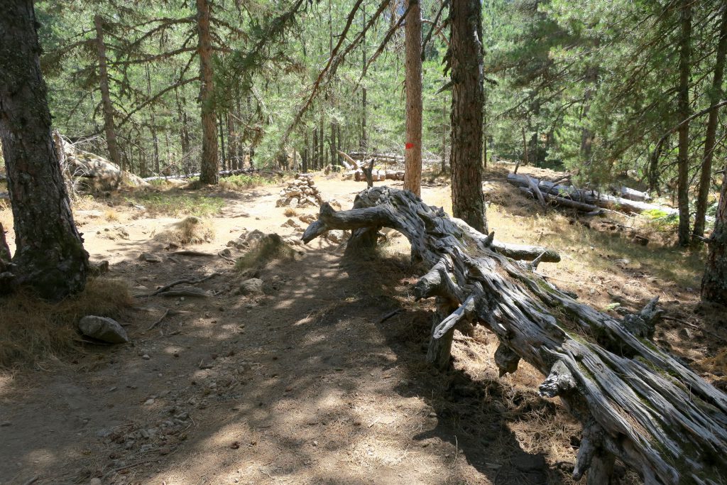 The Forest Of Bavella Frames Of Reference