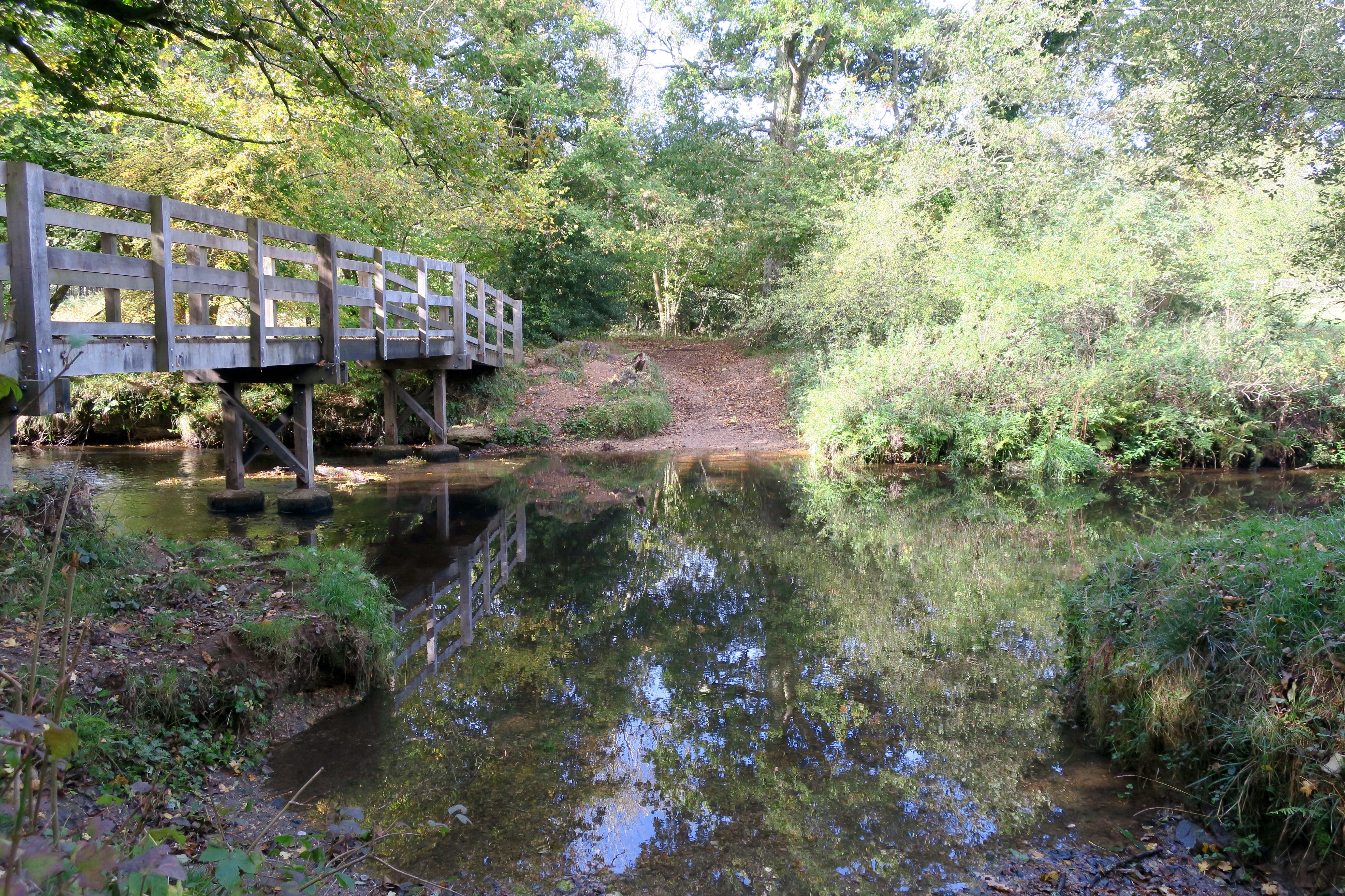A Walk In The New Forest – Frames of Reference